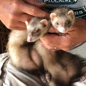 Meet your Posher, Cynthia